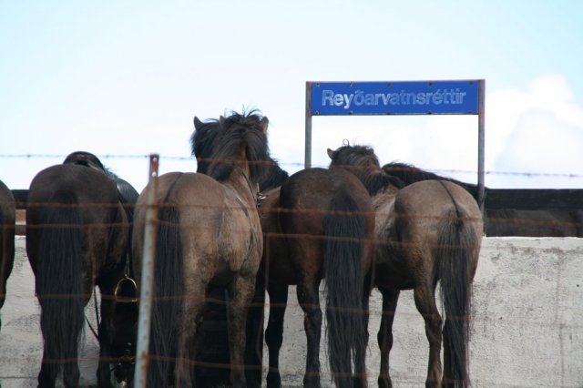 Sumarferð Sleipnis 2015